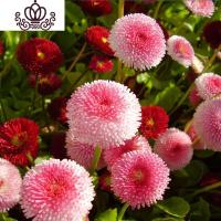 封后套餐菊花重瓣翠菊土培四季室内花阳台庭院花卉花种籽 粉色球状翠菊30粒+加仑盆+土