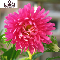 封后30粒菊花重瓣种籽土培四季易种室内庭院花卉阳台盆栽公斤 红色翠菊30粒+加仑盆+土