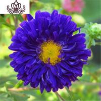 封后30粒菊花重瓣种籽土培四季易种室内庭院花卉阳台盆栽公斤 蓝色翠菊30粒+加仑盆+土