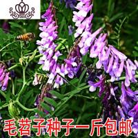 封后果园绿肥种籽光叶紫花苕种籽养蜂蜜源植物牧籽 精选北方毛苕子一斤