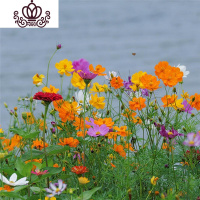 封后重瓣松叶牡丹四季种易活开花不断室内阳台盆栽花种籽子 野花组合1000粒+2包肥