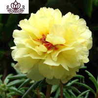 封后重瓣七彩四季种易活开花不断室内外阳台盆栽花种籽子 重瓣黄色太阳花1000粒+2包肥