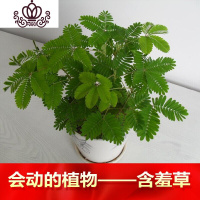 封后重瓣七彩四季种易活开花不断室内外阳台盆栽花种籽子 含羞草200粒+2包肥