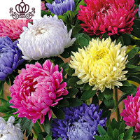 封后重瓣七彩四季种易活开花不断室内外阳台盆栽花种籽子 翠菊混色200粒+2包肥