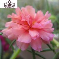 封后重瓣七彩四季种易活开花不断室内外阳台盆栽花种籽子 混色重瓣太阳花1000粒+2包肥