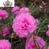 封后重瓣七彩四季种易活开花不断室内外阳台盆栽花种籽子 混色重瓣太阳花500克