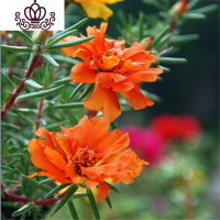 封后100粒 四季花种籽多年生大花花园阳台盆栽花卉 橙色太阳花100粒