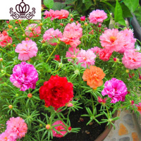 封后100粒 四季花种籽多年生大花花园阳台盆栽花卉 [混色]太阳花100粒