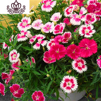 封后旱荷花种垂吊爬藤花卉种籽室内阳台盆栽春夏秋播种四季 五彩石竹500粒+肥