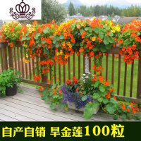 封后旱荷花种垂吊爬藤花卉种籽室内阳台盆栽春夏秋播种四季 混色旱金莲一斤