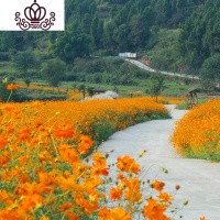 封后旱荷花种垂吊爬藤花卉种籽室内阳台盆栽春夏秋播种四季 硫华菊500粒+肥