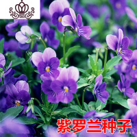 封后旱荷花种垂吊爬藤花卉种籽室内阳台盆栽春夏秋播种四季 紫罗兰500粒+肥