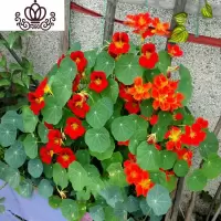 封后旱荷花种垂吊爬藤花卉种籽室内阳台盆栽春夏秋播种四季 红色旱金莲一斤