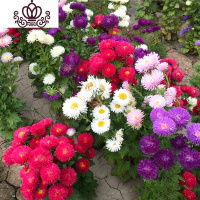 封后旱荷花种垂吊爬藤花卉种籽室内阳台盆栽春夏秋播种四季 翠菊1000粒+肥