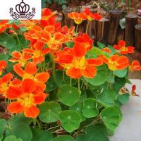 封后旱荷花种垂吊爬藤花卉种籽室内阳台盆栽春夏秋播种四季 黄色旱金莲100粒+2肥