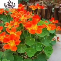 封后旱荷花种垂吊爬藤花卉种籽室内阳台盆栽春夏秋播种四季 黄色旱金莲100粒+2肥