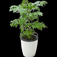 高度40-50厘米好养易活绿植盆栽幸福树平安树办公室摆放常绿室内花卉植物观叶植物花卉绿植盆栽（不含盆 ）