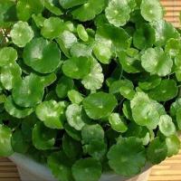 (铜钱草100根茎不带叶子)铜钱草水培植物办公室桌面盆栽金钱草花卉室内水养绿水培植物植花卉绿植盆栽铜钱草