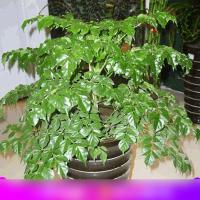 绿植盆栽幸福树 平安树办公室摆放常绿室内净化空气花卉植物生活日用办公室园艺用品花卉绿植盆栽