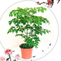 平安树幸福树盆栽大型绿植花卉树苗小盆栽室内客厅办公室植物盆景生活日用家庭清洁园艺用品花卉绿植盆栽