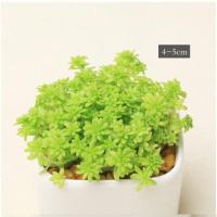 [多肉+陶瓷盆+营养土,绿植盆栽套装]多肉植物组合盆栽含花盆室内绿植盆栽花卉迷你肉肉植物室内办公室植物盆栽