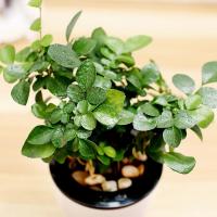 [九里香+吸水盆,绿植盆栽套装]绿植绿萝盆栽驱蚊草水培植物绿箩办公室盆栽袖珍椰子盆景带盆栽好园艺用品花卉绿植