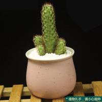 [含盆含土铺面多肉套餐]花卉多肉植物组合盆栽含盆含土桌面绿植礼物熊童子肉肉阳台办公桌窗台植物园艺用品