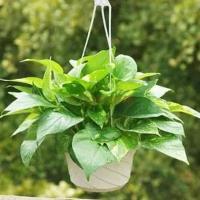 [含盆送挂钩送托盘绿植套餐]大绿萝花吊兰办公室内装修乔迁常绿叶绿箩盆栽绿罗阳台茶几卧室花卉植物盆栽园艺用品