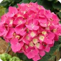 (带盆栽好)耐寒庭院植物八仙无尽夏绣球花苗阳台盆栽绿植当年开花多功能时尚创意生活日用园艺用品花卉观叶植物