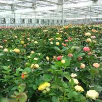 (含盆含黑色育苗杯原土栽植)四季室内阳台办公桌阳台观花盆栽绿植切花玫瑰月季 攀援大花月季藤本月季花苗木本花卉