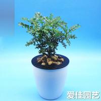 (带盆栽好)盆栽花卉土培水培防蚊子植物清香木懒人自动吸水绿植带盆载好多功能时尚创意生活日用园艺用品花卉观叶植物