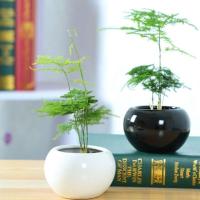 (迷你小文竹带盆栽好)办公室盆栽迷你小文竹小型盆景苗绿植桌面吸甲醛奇趣植物生活日用园艺用品花卉绿植盆栽