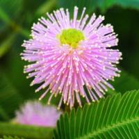 (含羞草种子1包+花瓣盆 送盆送土)春秋可播种含羞草盆栽阳台办公桌花卉新奇花草含羞草一碰就害羞花卉绿植盆栽