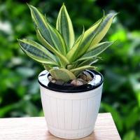 [含盆栽好植物]长寿花绿植盆栽年宵花卉仙人掌室内盆景金边虎尾兰风信子水培植物阳台办公桌窗台花卉绿植盆栽