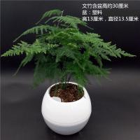 文竹盆栽土培水培绿植净化空气室内桌面小盆景盆栽植物绿植花卉盆栽生活日用家庭清洁园艺用品花卉绿植盆栽