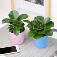 （含盘）豆瓣绿植物花卉办公盆栽墨叶碧玉室内神奇无土懒人绿植含盆水培易养观叶植物花卉绿植盆栽园艺用品