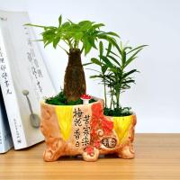 (小财源茂盛+发财树+罗汉松含盆)发财树盆栽罗汉松拼盆盆栽室内办公桌绿植物小盆栽生活日用园艺用品花卉绿植盆栽