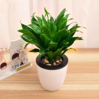 [太阳神+白色盆]绿植盆栽套装水培植物太阳神花草绿植盆栽植物桌面阳台花卉植物四季种植园艺用品绿植盆栽