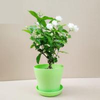 茉莉花苗盆栽 室内桌面绿植香草花卉重瓣白色茉莉花净化空气生活日用办公室园艺用品花卉绿植盆栽
