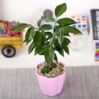 [含盆多肉植物套装]植物花卉办公盆栽开心果室内神奇无土懒人绿植含盆水培易养办公室养殖植物生活日用园艺用品