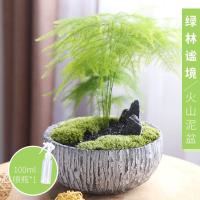 文竹植物盆栽花卉室内绿植办公室盆栽绿色植物文竹盆景-绿林谧静