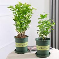 茉莉花盆栽植物室内植物办公室绿植芳香驱蚊净化空气四季花卉盆景-菊花茉莉(加仑盆)