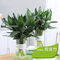 办公室盆栽盆景观音竹水培植物室内盆栽绿植水养植物竹子盆景-观音竹玻璃瓶