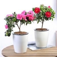 杜鹃花盆栽花卉室内绿植盆栽四季开花植物带花阳台室内小盆景-玫红杜鹃(大号懒人盆)