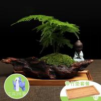 办公室盆栽花卉盆景室内绿植文竹盆栽植物绿色植物微景观-枯木禅境带竹垫