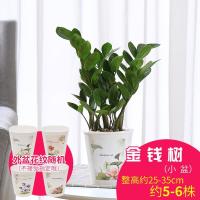 金钱树盆栽室内植物装饰摆件客厅花卉盆景盆栽绿植-小盆金钱树图案随机发