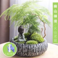 室内绿植文竹植物盆栽办公室盆栽绿色植物文竹盆景摆件-幽山禅境