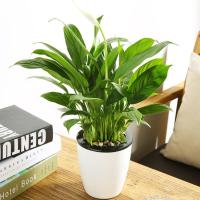 水培植物白掌红掌一帆风顺盆栽绿植花卉园艺白掌开花植物-美酒白掌