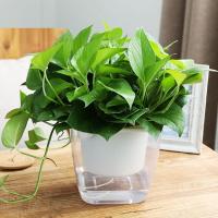 水培植物绿植大绿萝盆栽花盆花卉室内大盆客厅绿色盆景-大高透方盆绿萝