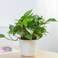 客厅绿色盆景大绿萝盆栽花盆花卉室内大盆水培植物绿植-大盆绿萝